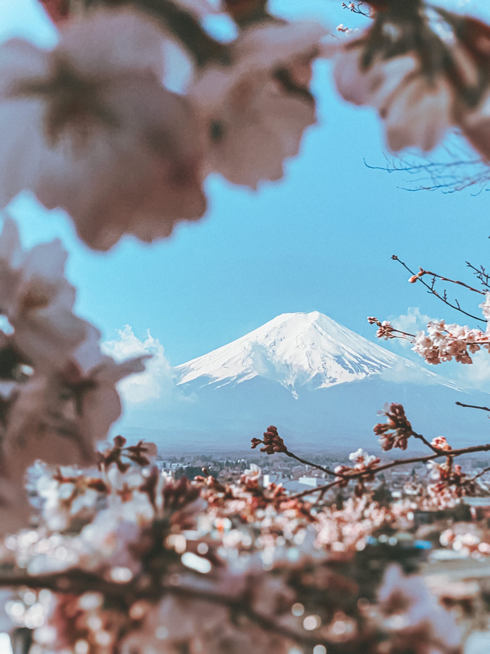 mont-fuji-cerisier